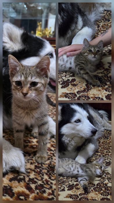 Котята ждут своих мам и пап!