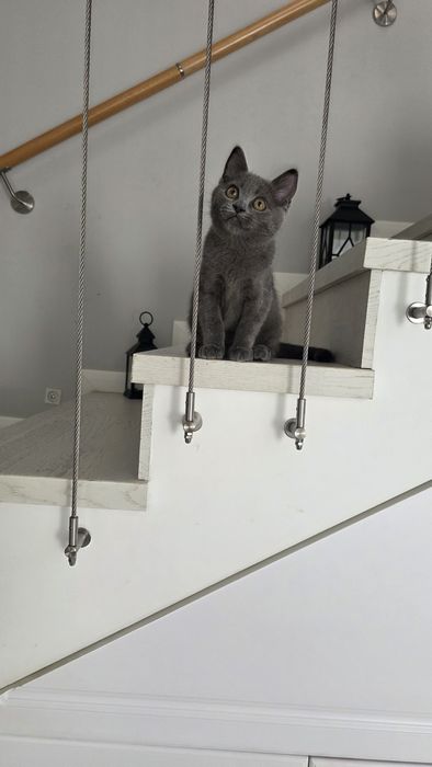 Baietel british shorthair blue