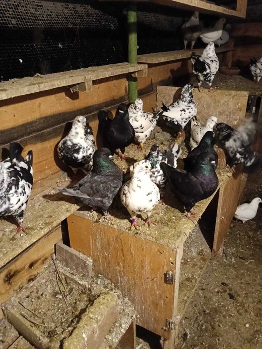 Vānd porumbei King!!!