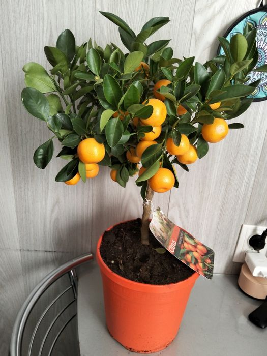 Продам дерево цитрус мандарин