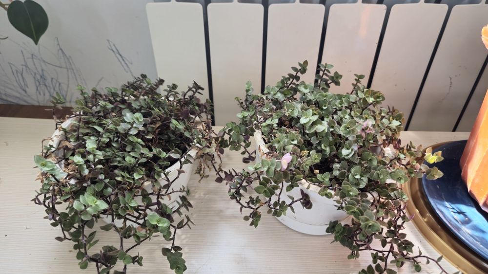 Комнатные растения