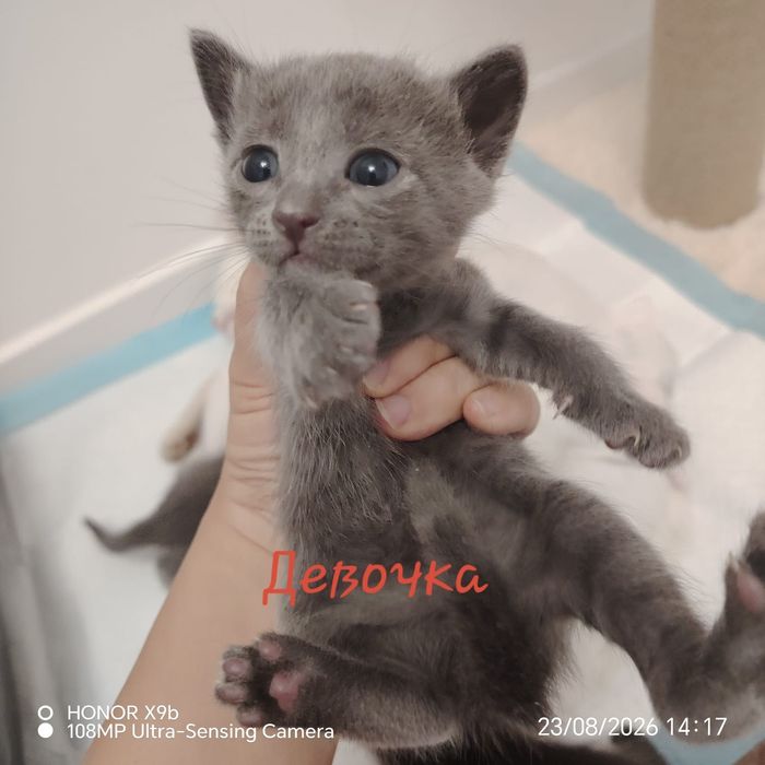 Котята      Марғау