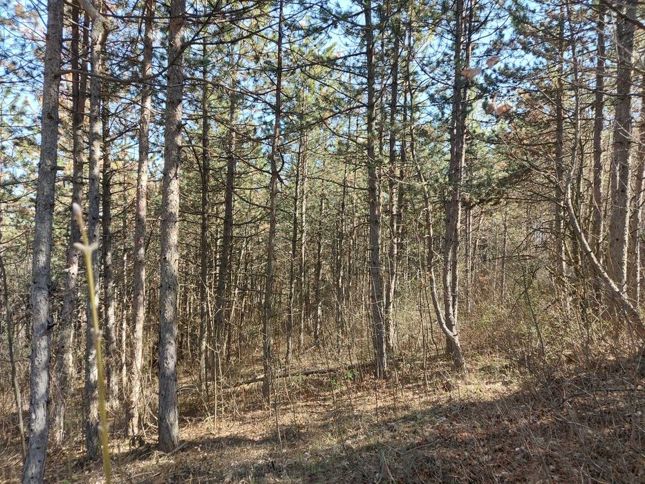 Продава се Парцел в с. Малка Верея, Област Стара Загора - 1333 кв.м за 4 €/кв.м - Снимка #19