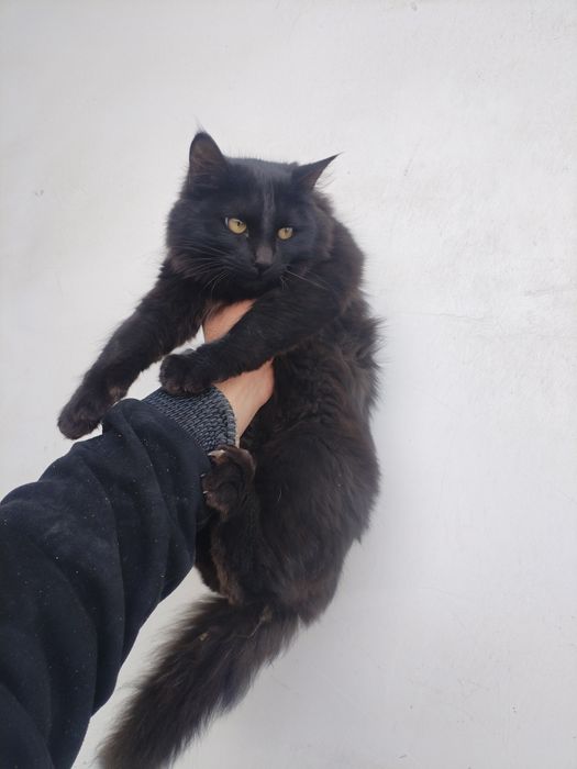 Aralash zotdor (gibrid) oʼgʼil bola mushugimiz Hadyaga beriladi.