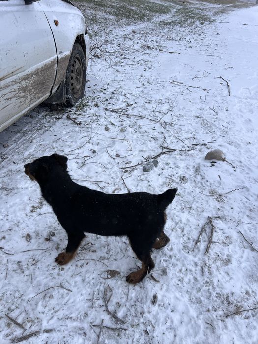 Продам ягдтерьера 5 месяцев