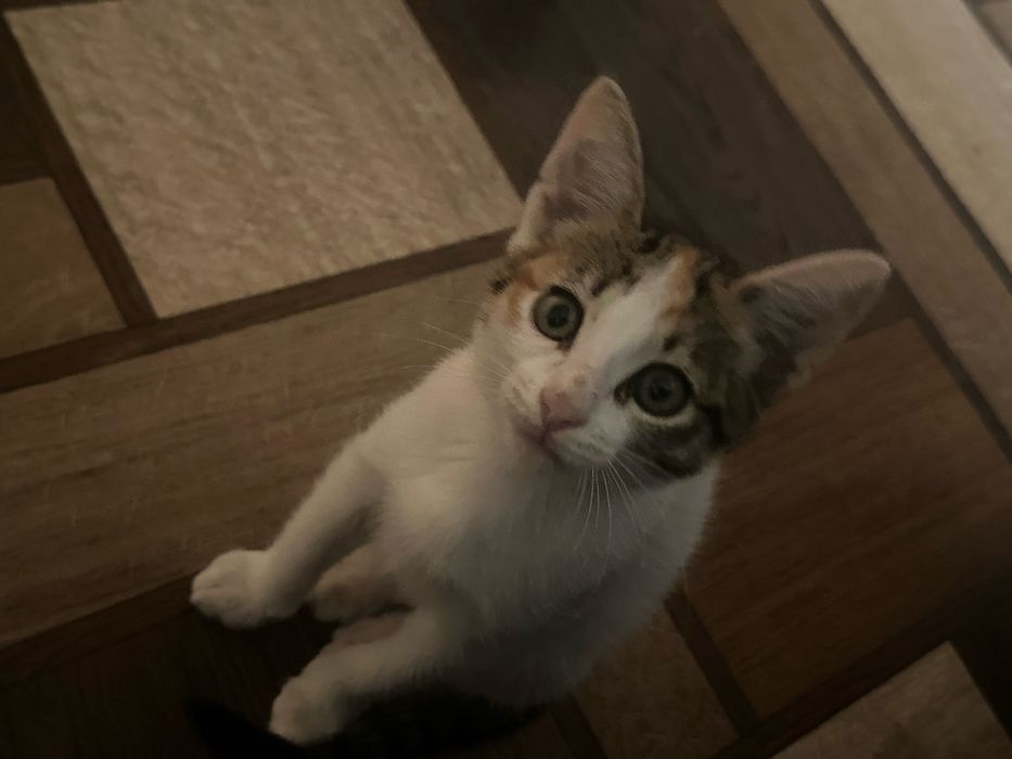 Котята ищет дом