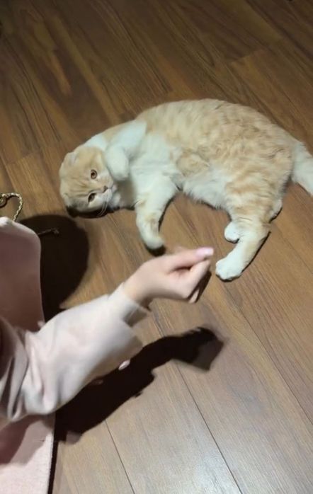 Scotish fold zo'r zodor mushuk