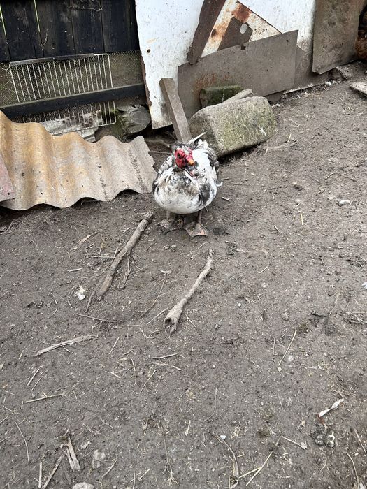 Rățoi și cocoși de vanzare