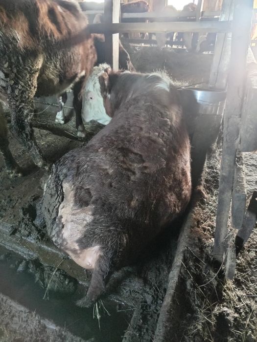 Продам быка собственного хозяйство