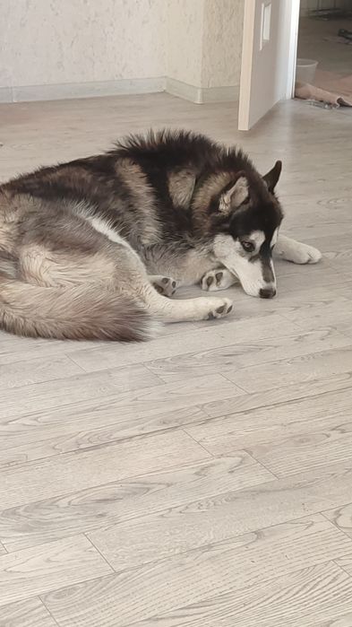 Хаски чистокровный