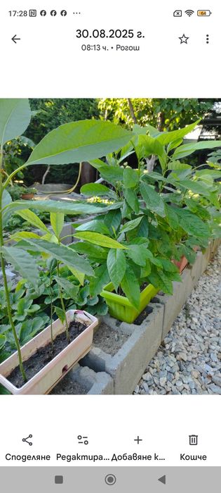 Разсад смокини-фиданки, авокадо, фурми