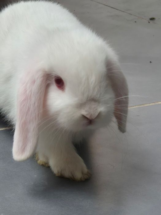 Продаем крольчат