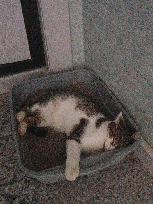 отдам кота 2-хлетку в дар