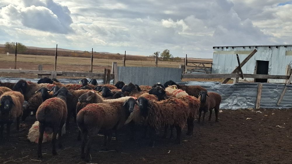 Продам баранов в количестве 45 голов