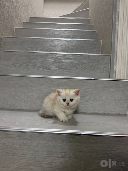 Продаются котята