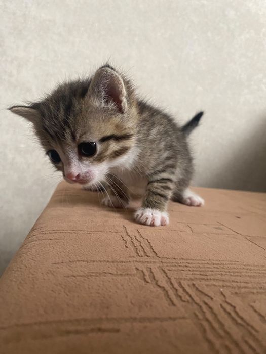 Котенок девочка