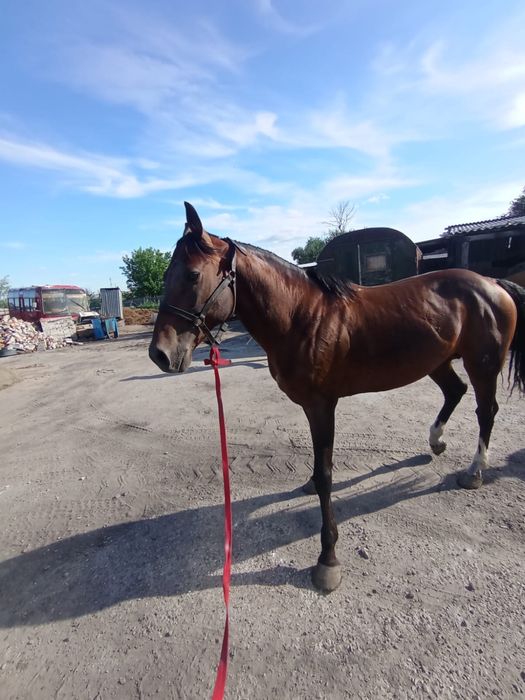 Продается жеребец