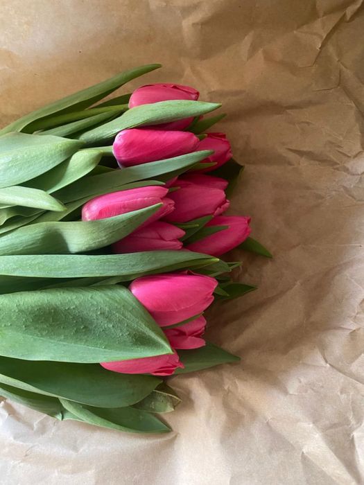 Тюлпаны тюлпаны