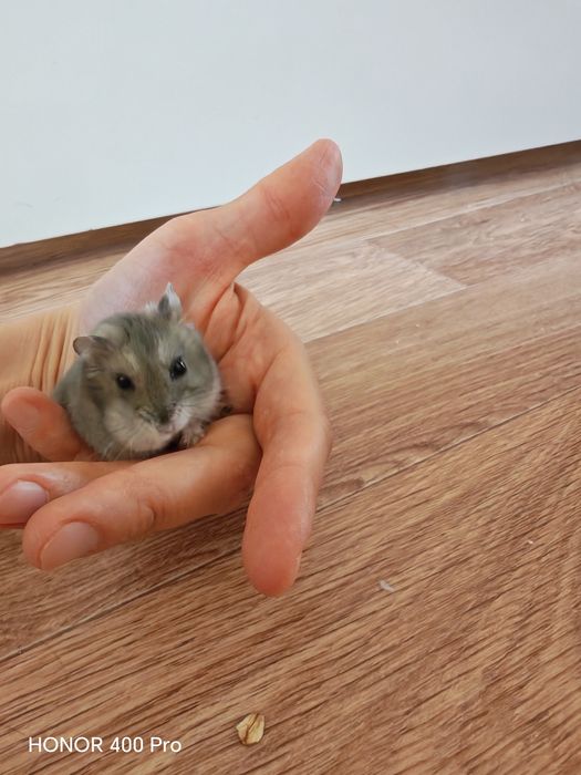 Джунгарский хомяк,