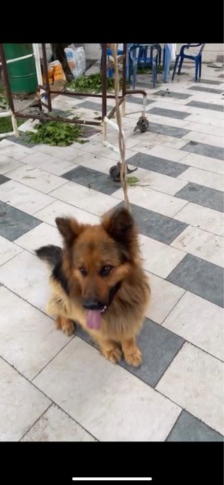 Uzun junli nemis ovcharkasi sotiladi