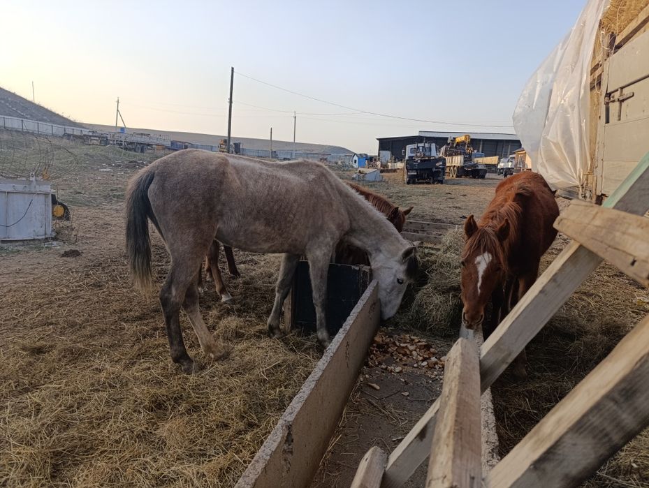 Продам лошадей, 3 кобыла, 2 жеребец