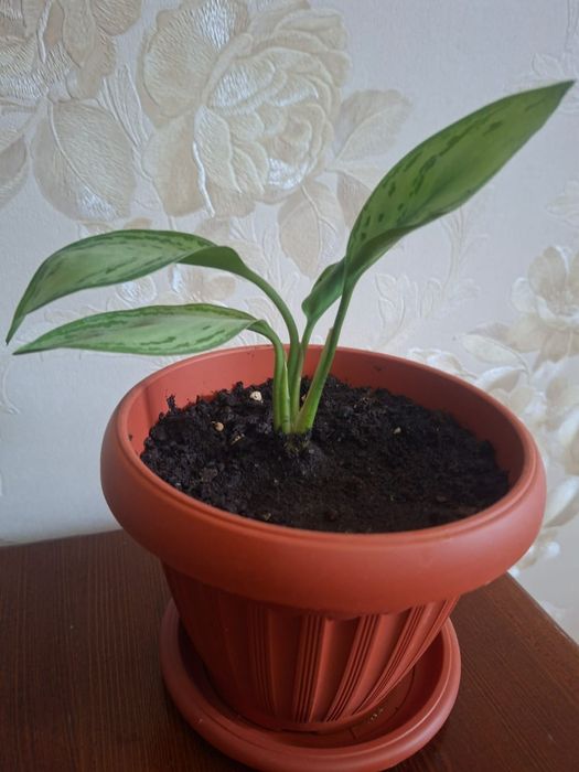 Продам Аглаонему.