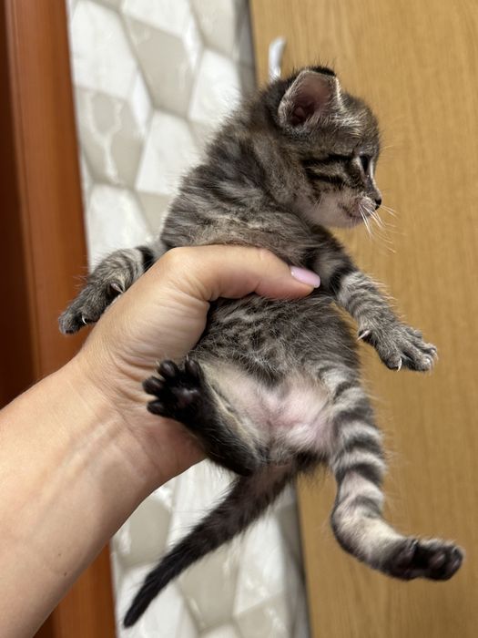 Ищем семью для малышки