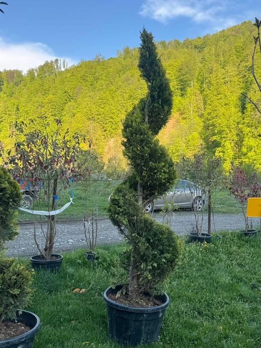 Tuia Spirală Ornamentală – Preț Avantajos