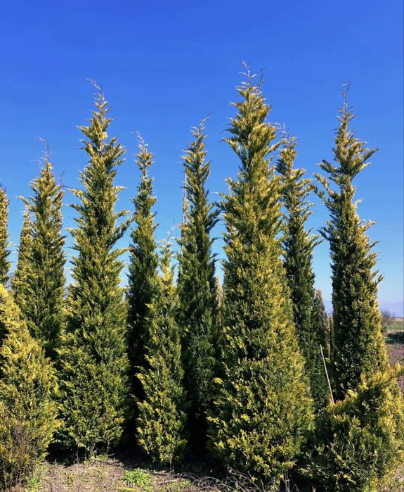 Tuia leylandii gold toate dimensiunile pret minim