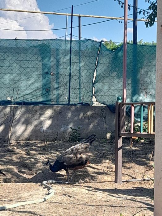 Павлин 3 еркек 1 ұрғаш