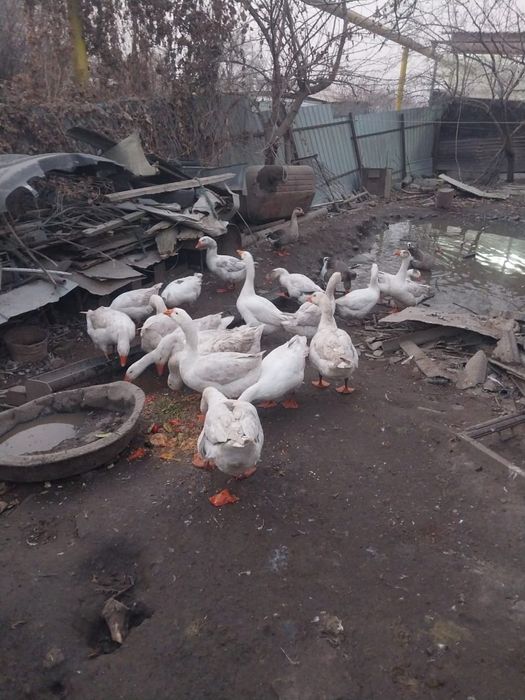 Продам гусей 15000