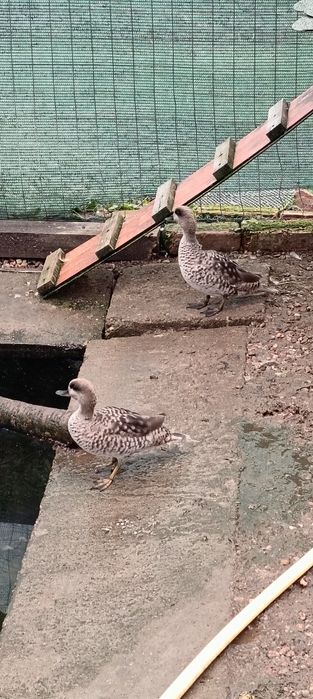 Rate exotice păsări