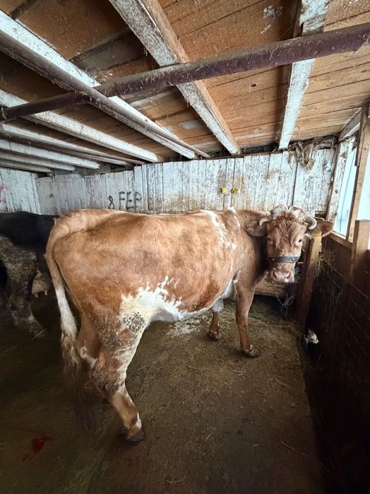 Vand vaca ,gestanta ,este la a doua fatare pe 10 martie