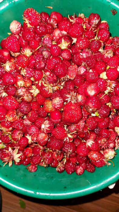 Продам ягоду клубнику дачную