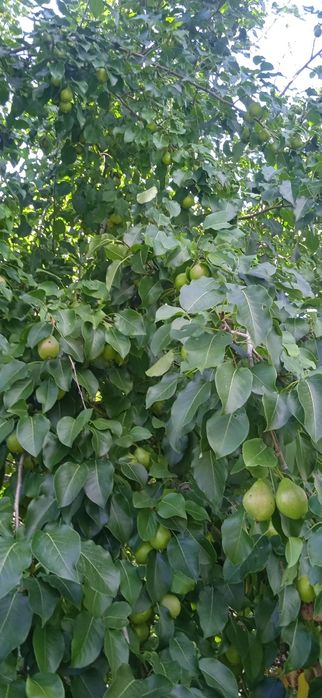 Продам дачу общество Энергетик