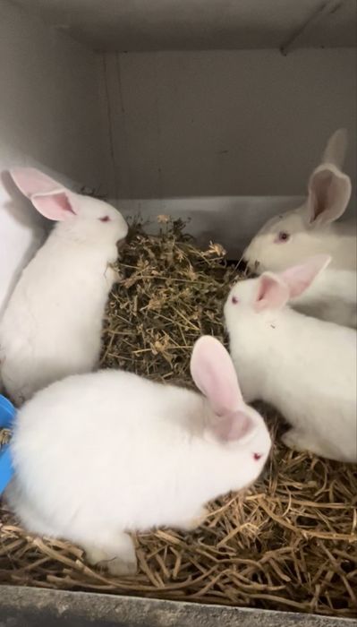 Puiet Alb de panonia