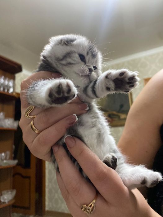 Открыта бронь на шикарных мишак