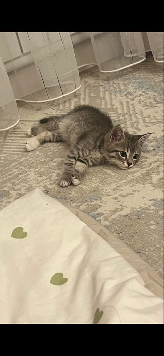 Кошка британский