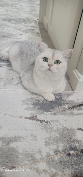 Вязка   серебристый Шиншила