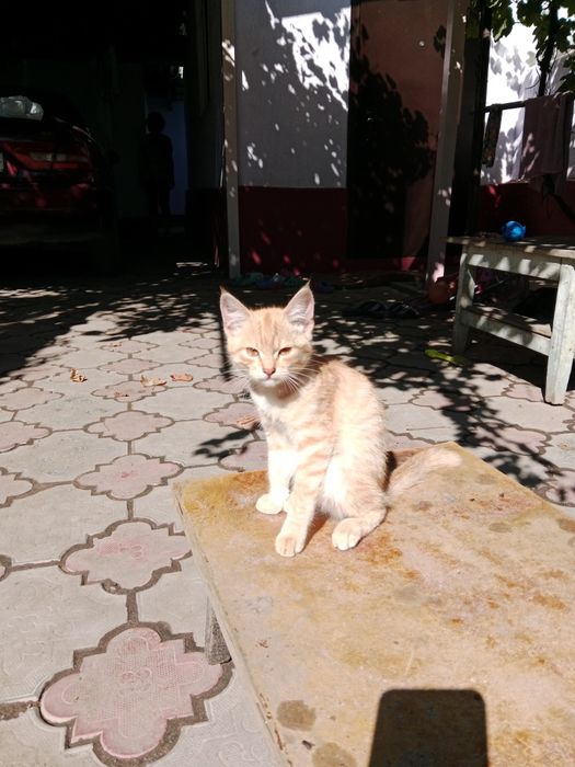 Домашние животные