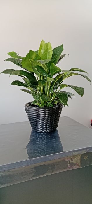 Домашние растения, Хонаки гуллар