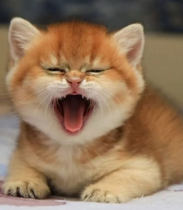 Британский Шиншилла  nu 11, 12 мальчик и девочка.