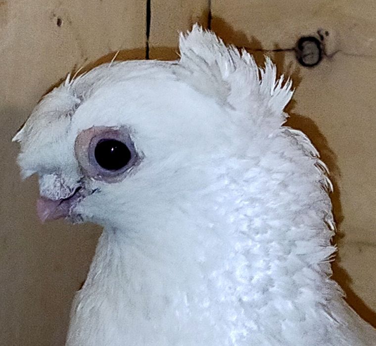 Продается двухчубы голубь.