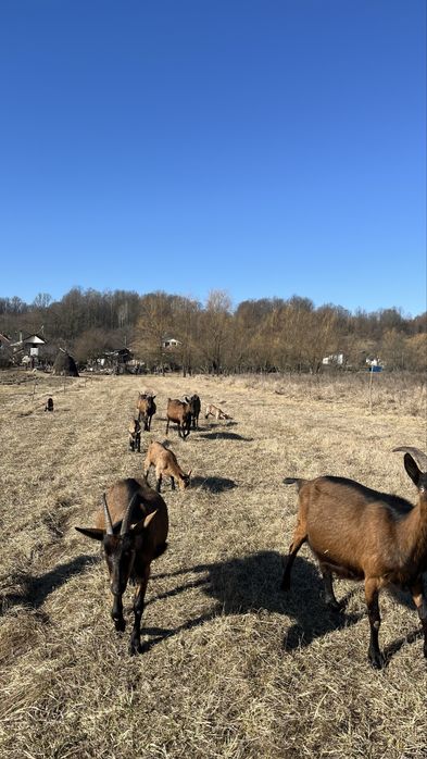 capre alpine franceze