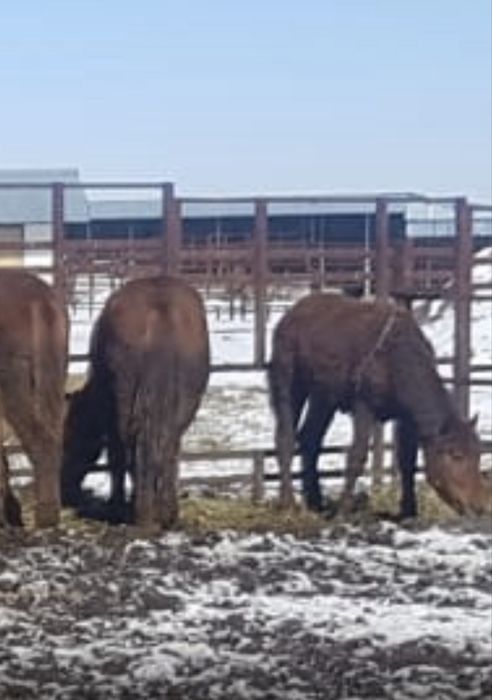Семіз тайлар, құнандар сатылады