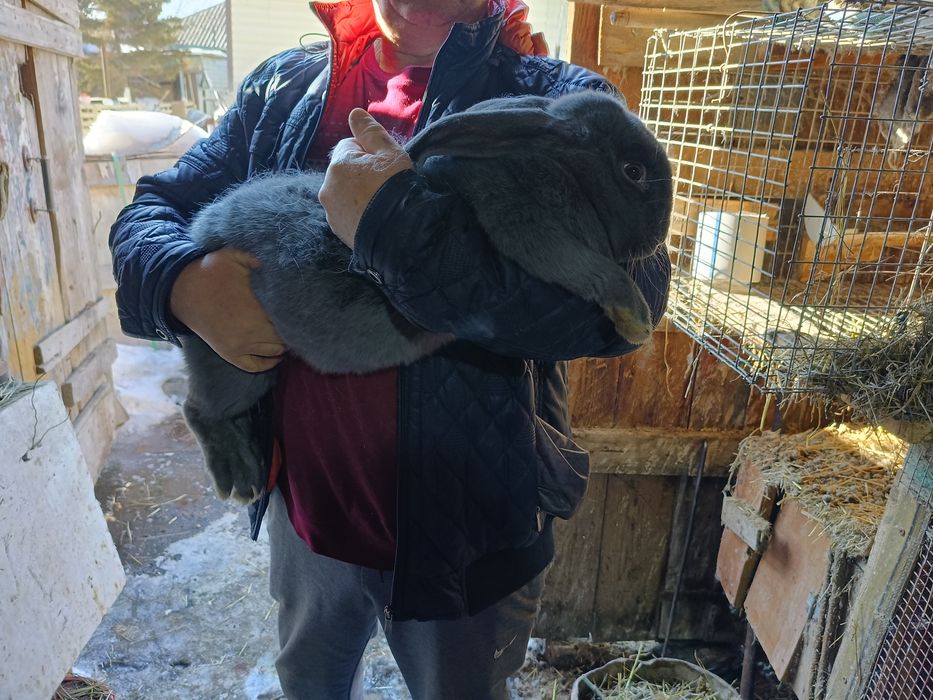 Продается крол породы Великан