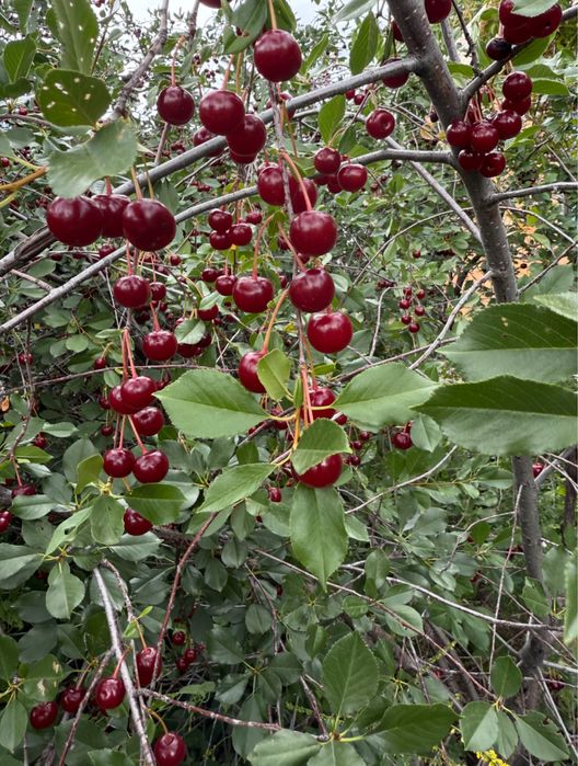 Продам дачу СПП Металлург