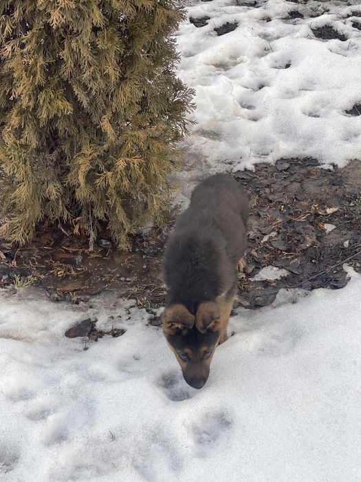 Немецкая овчарка (щенок)