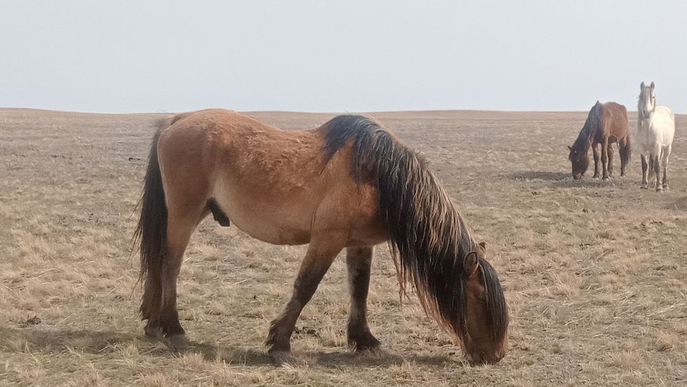 Мз айғыр сатылады