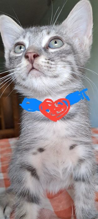 Роздам солнечно рыжых красивых котят!!!